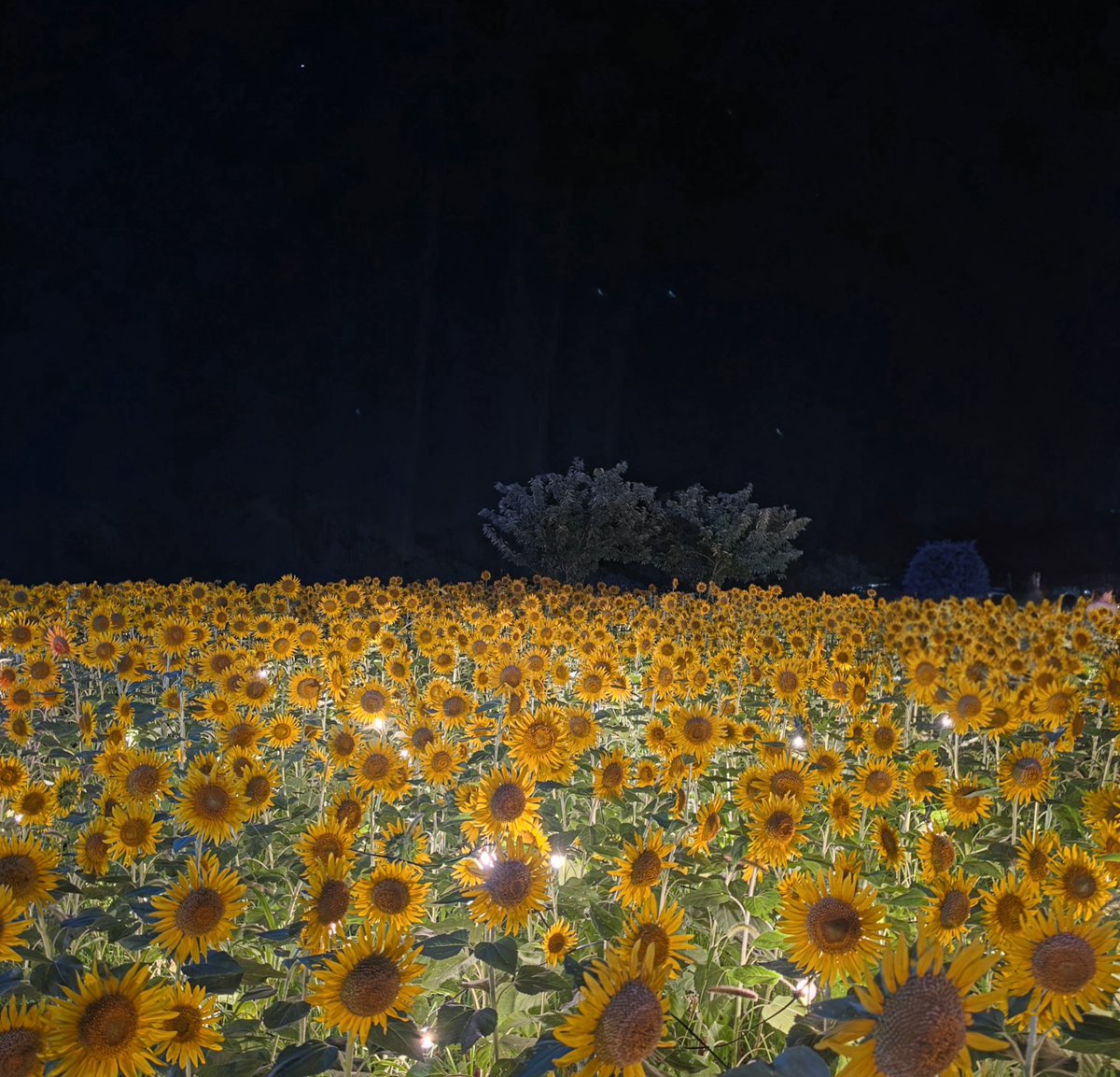yoshi_2231's tweet photo. 普段出張で行くけども、プライベートではなかなか行かない大分の豊後高田市。
その奥の奥にあるキャンプ場が、辺り一面ひまわり畑🌻
来てよかったなと思える景色が見れました。 https://t.co/nZxM58pATY