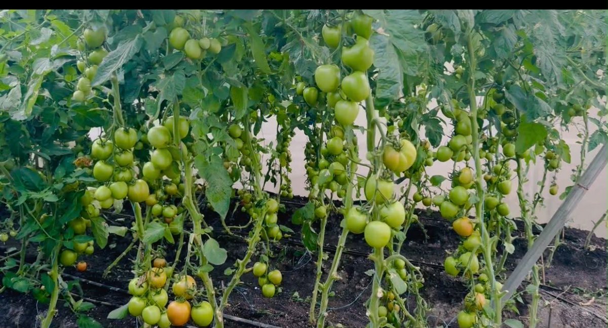 Karalidahir's tweet photo. Waxaan ahay Beeraleey , i am a Farmer 🍅

I mostly grow vegatables in my country🇸🇴. The reason is simple I understand the market demand. Before I grow any crop, I study what to produce, who will buy it, the market price, production costs, and the expected profit💵. https://t.co/8DeWmeSSQl