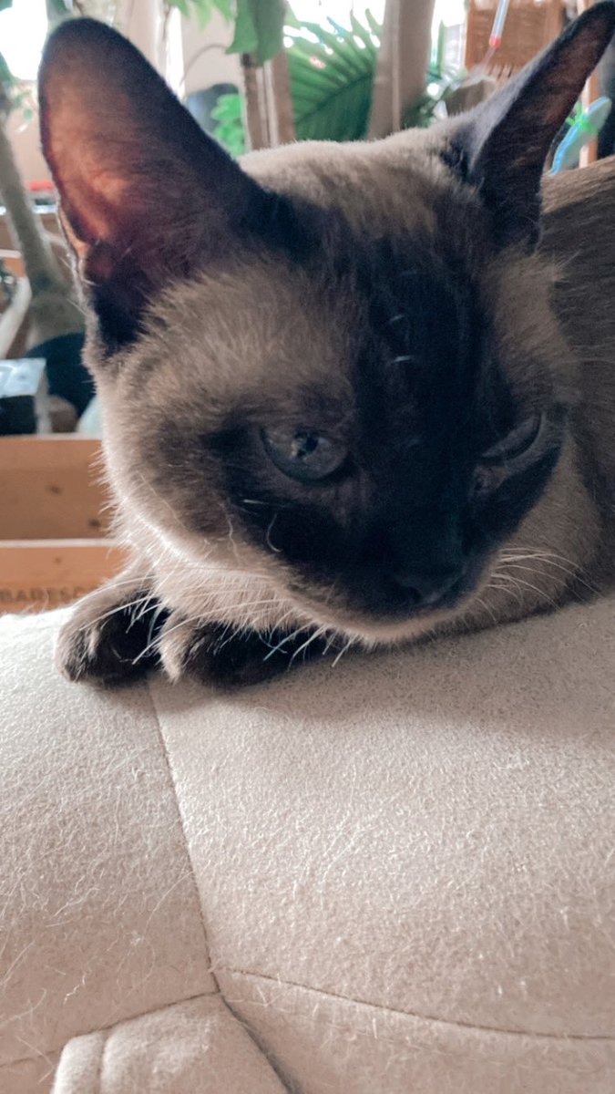 ll_nyar's tweet photo. 猫カフェ行ってきた𓃠 https://t.co/oZLPyGWDMs