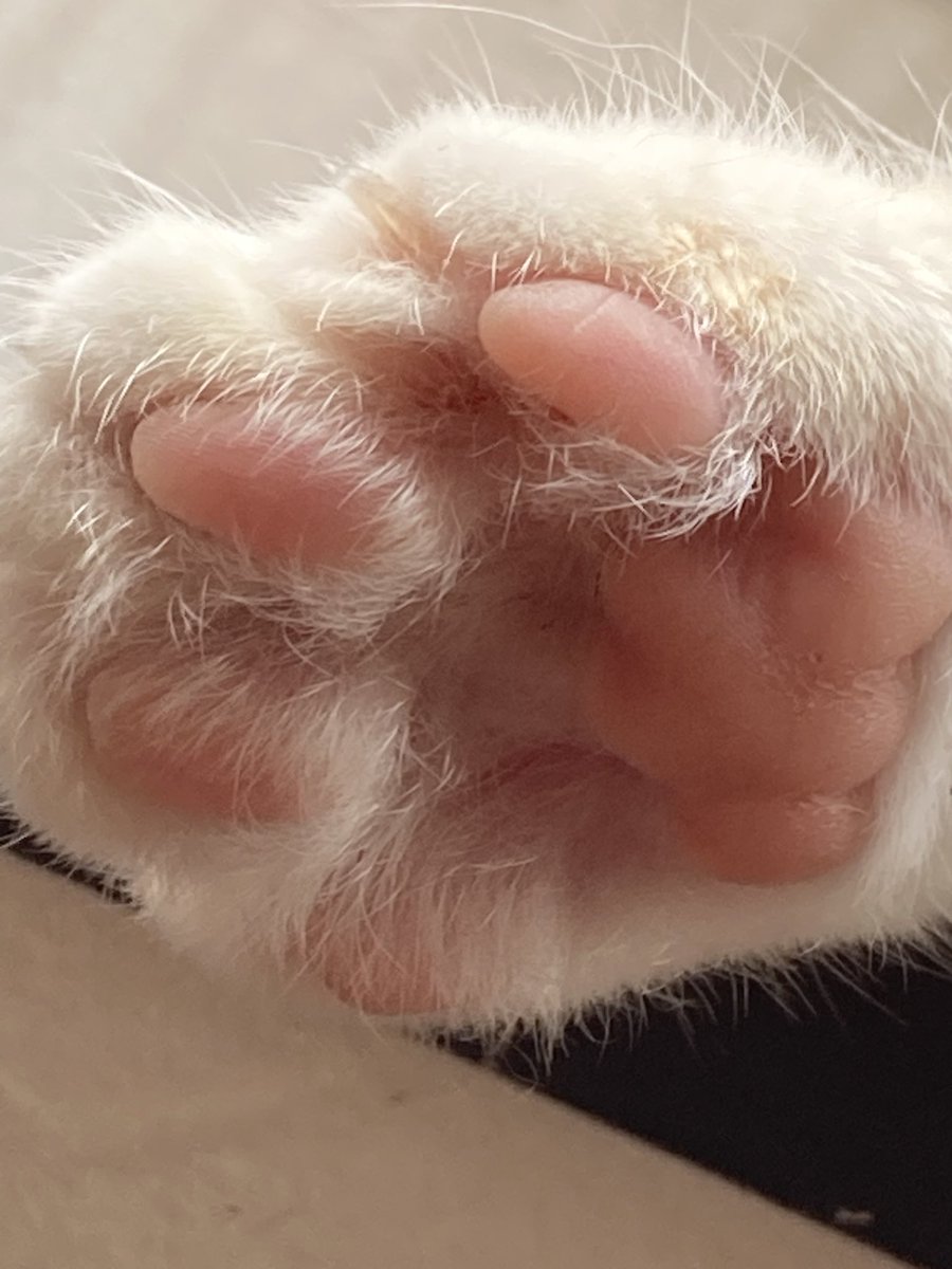 ll_nyar's tweet photo. 猫カフェ行ってきた𓃠 https://t.co/oZLPyGWDMs