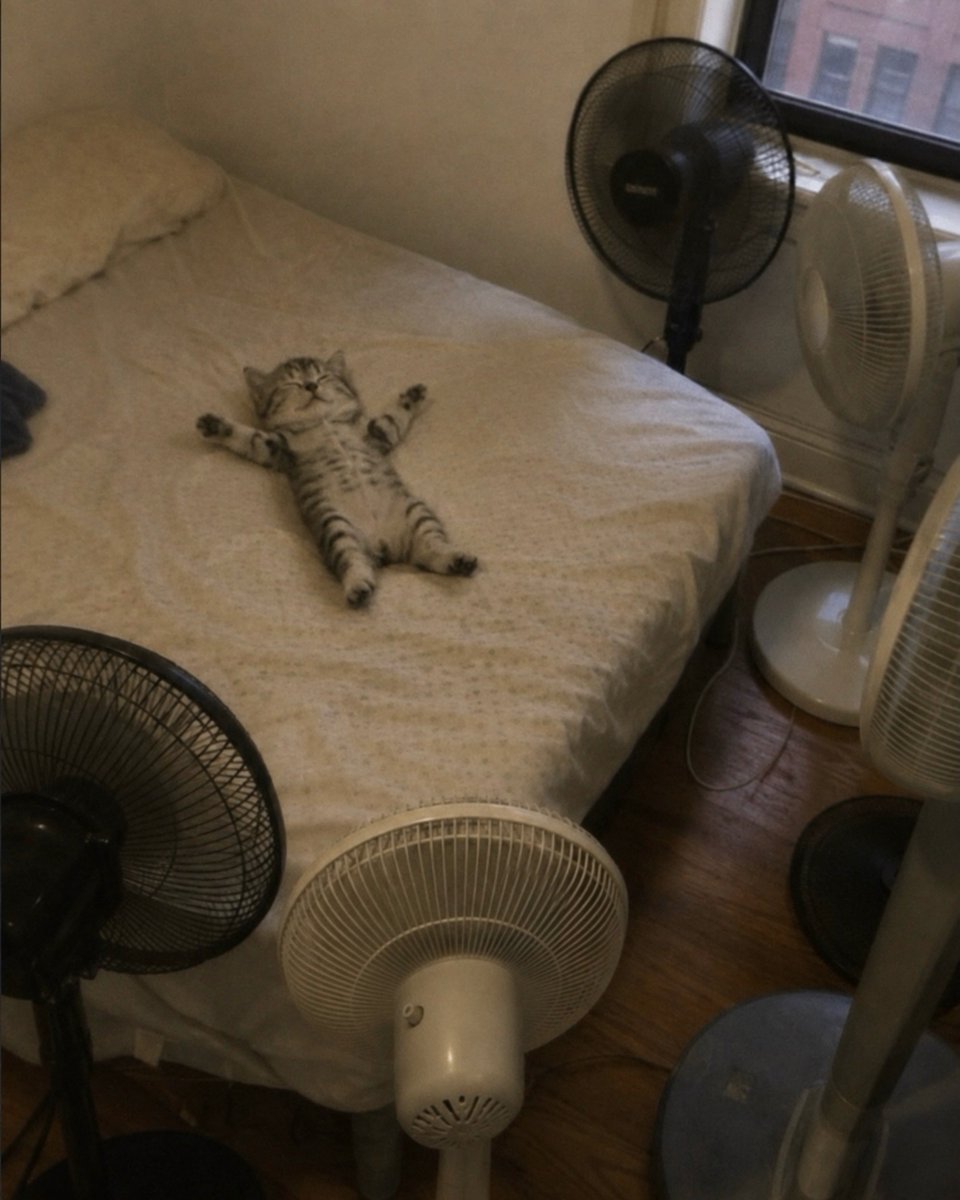 catslovings1's tweet photo. https://t.co/CUKfV3DQVW