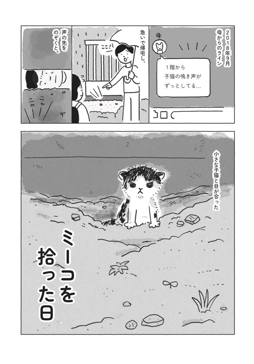 mow0122's tweet photo. ミーコを拾った日(1/2) https://t.co/3S0hoTPrxy