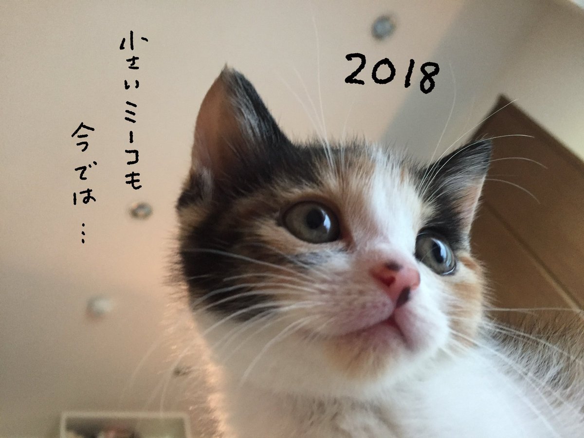 mow0122's tweet photo. ミーコを拾った日(2/2) https://t.co/BCYbluGExy