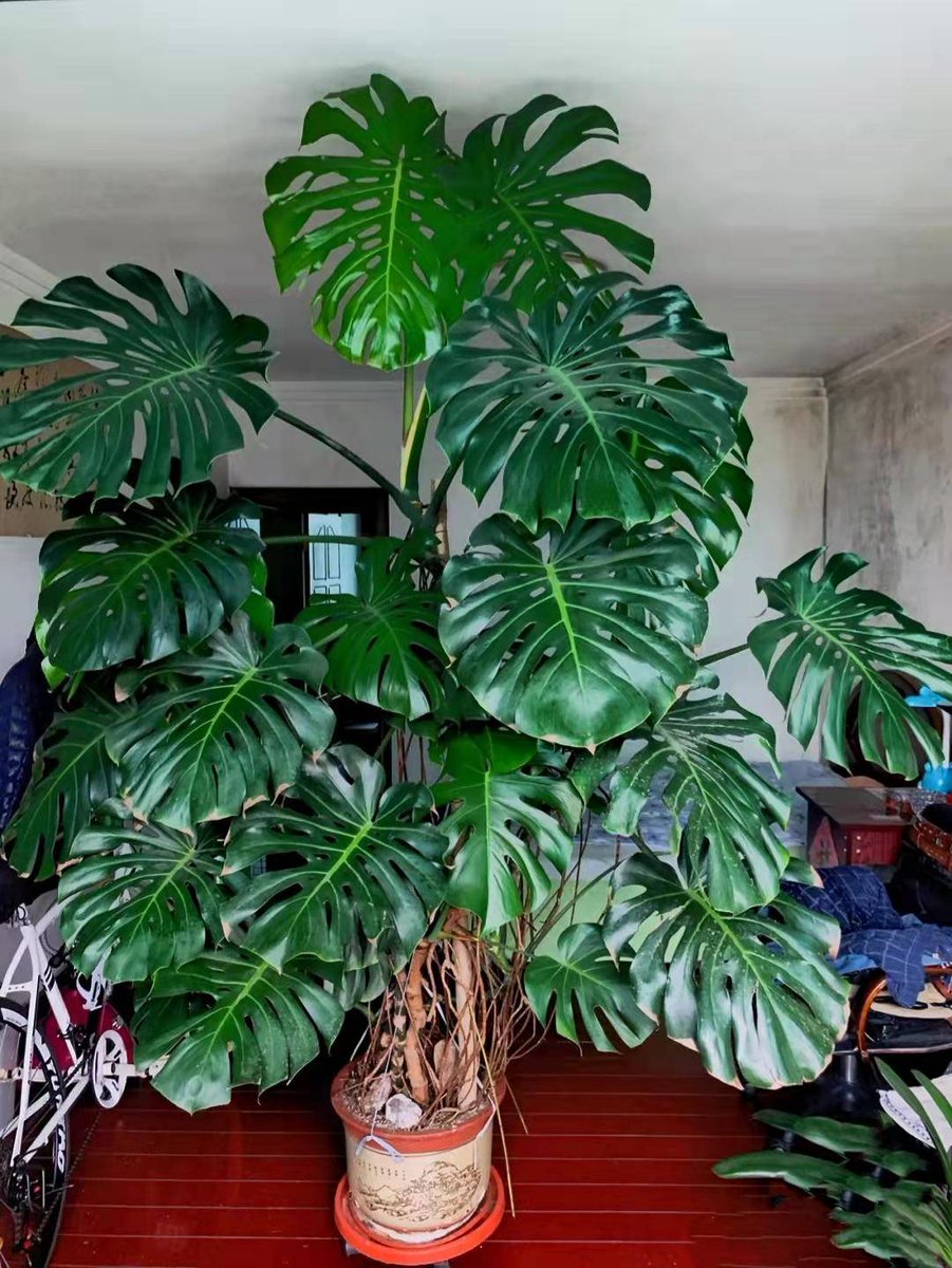 tima_debila's tweet photo. [Houseplant care tip: Rotate your potted greenie 1/4 turn weekly for even sun growth! No more lopsided leaves. ] https://t.co/a6hwuMxneU