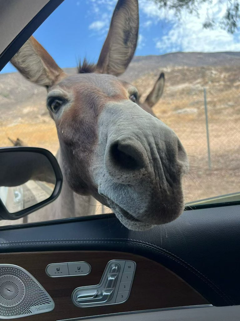 DonationAgency's tweet photo. Cute wild donkey 🫏 https://t.co/FWtZvOYSas