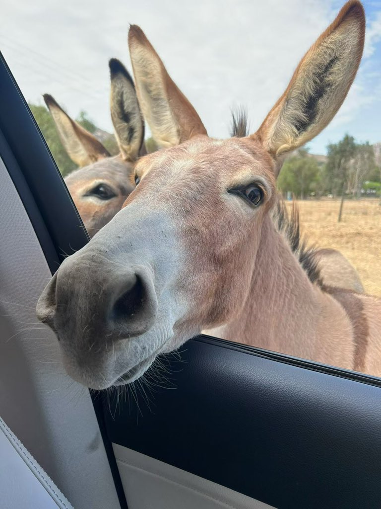 DonationAgency's tweet photo. Cute wild donkey 🫏 https://t.co/FWtZvOYSas