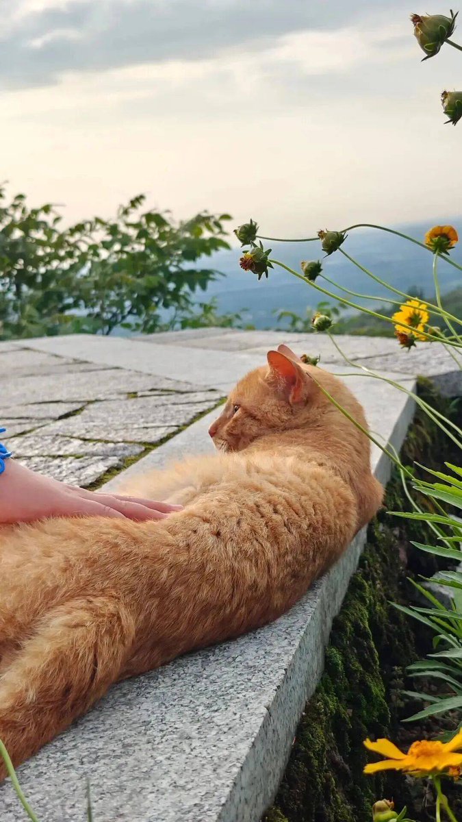 Courtnee78's tweet photo. Caught a 2-minute work pause—staring at the office cat’s sunbath beats any boring meeting prep https://t.co/yrToOXP28B