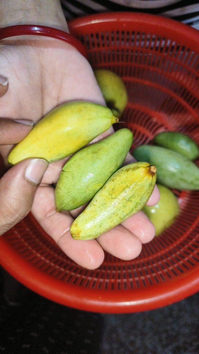 lovelybiku's tweet photo. @flipkartsupport 1 pear and 50 percent of the pointed gourd is stale. Your app is not good , unable to post it there .order id-OD438335984470614500 https://t.co/fQo3fda39t