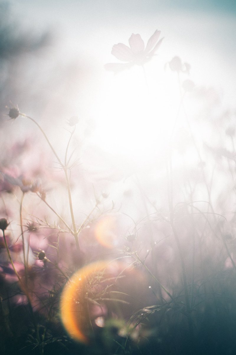 _kanakoara_'s tweet photo. flowers https://t.co/M303Zdkort