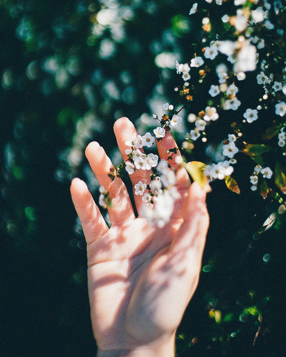 _kanakoara_'s tweet photo. flowers https://t.co/M303Zdkort