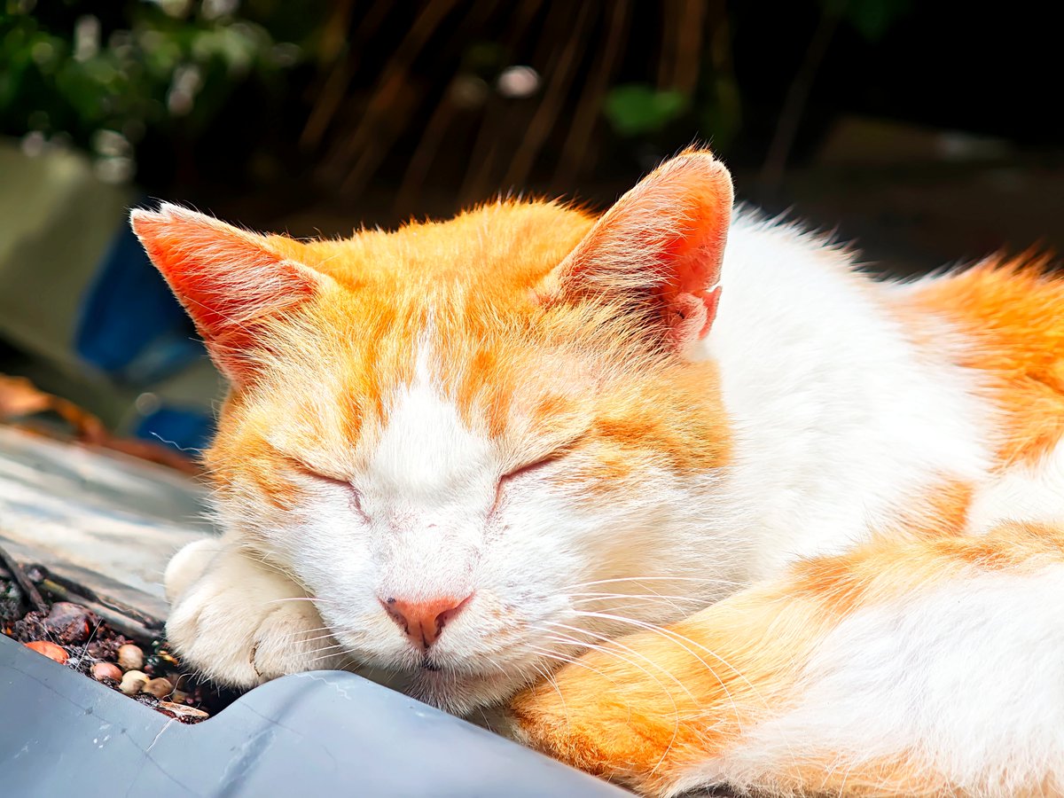 naoyu63's tweet photo. #キリトリセカイ 
#ファインダー越しの私の世界 https://t.co/Ubbk7wXyQy