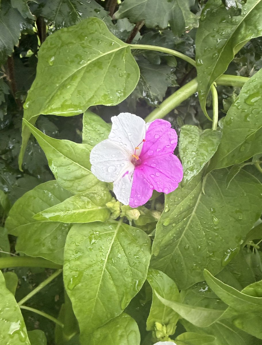 shinichi1109's tweet photo. 歩いてたら轟焦凍みたいなお花みつけた。 https://t.co/kEA5nqxH6t