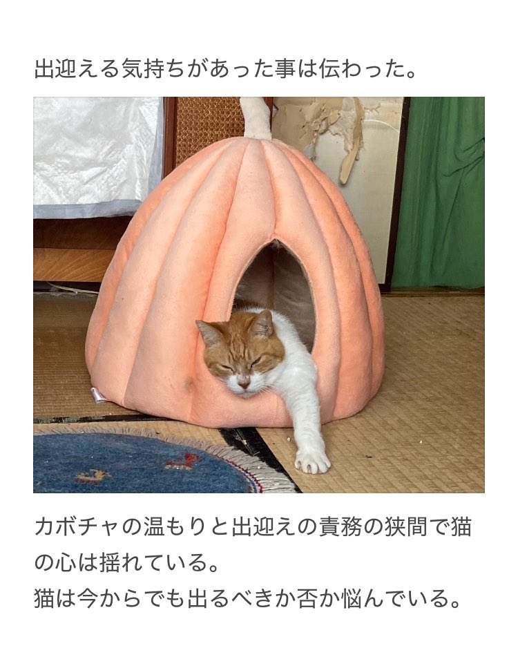 yalalalalalala's tweet photo. 【猫の注意が必要な普段と違う行動】 https://t.co/9arRCgml7v