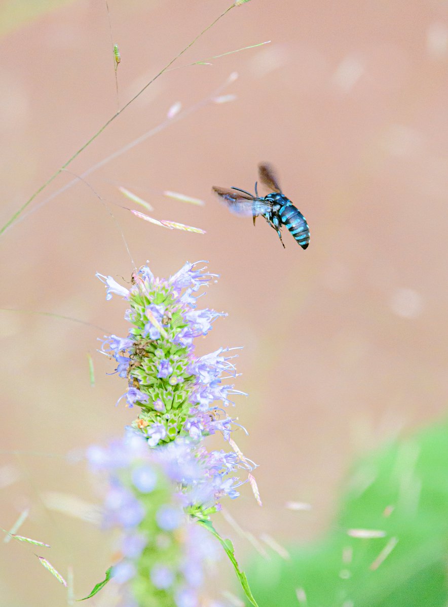 haskap1017's tweet photo. 幸せを呼ぶ青い蜂ブルービー(ルリモンハナバチ)が美しかったです🐝 https://t.co/E0mkDTZBag