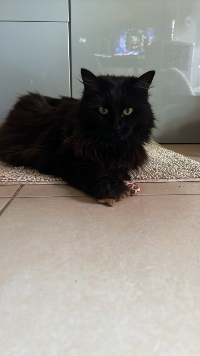Schkaia's tweet photo. Je l’aime ce petit chat 🖤 https://t.co/Mr6V62aJWY