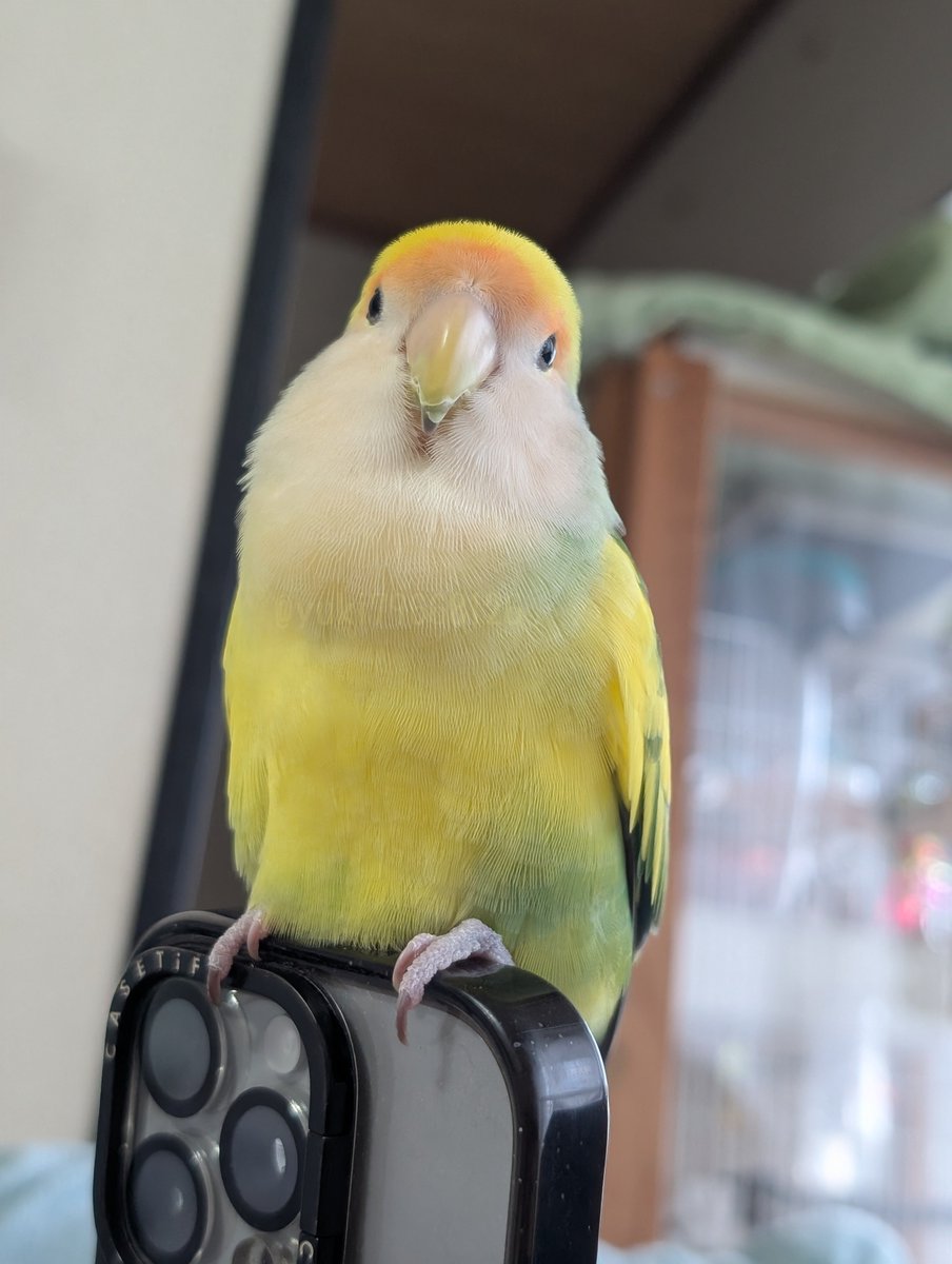 yuki79668126's tweet photo. 連休をENJOY🎶

#コザクラインコ https://t.co/OIGCVOpoPL
