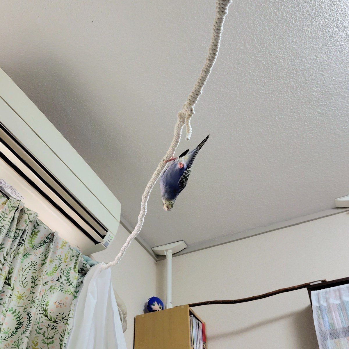 tady_1122's tweet photo. やんちゃすぎる(片足でぶら下がっている) https://t.co/gch5A634mb