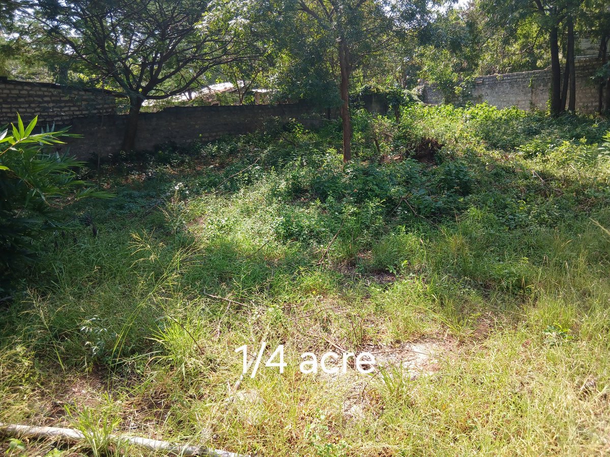 GKasuki's tweet photo. @moneyacademyKE Prime plots for sale in Diani, Kwale County:

½ acre sh 8.5million 
¼ acre sh 4.5million 

Located 3rd row from the beach in a secure area served by a graded road that is 300m from the tarmac. 

Clean title. 

Contact: 0713 855 765 https://t.co/P0wRaAhm8m