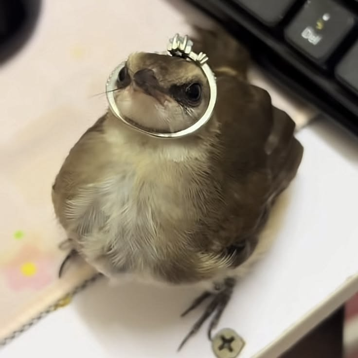pintailduck01's tweet photo. 새랑 결혼하고 싶다 https://t.co/CmG3NatjEC