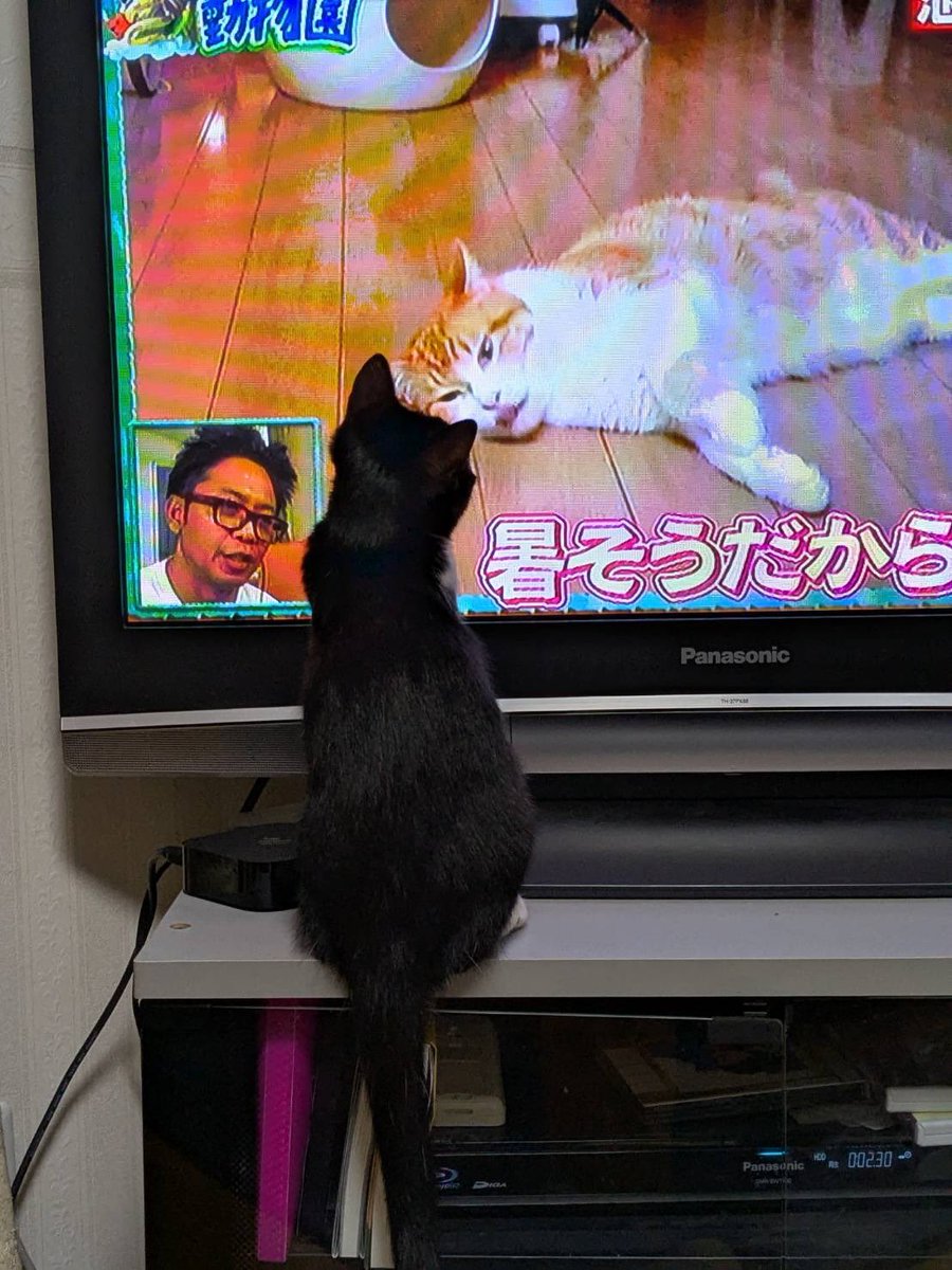 MusubuTetote's tweet photo. ルナちゃん、テレビも好きなようです。

#保護猫　#里親会　#譲渡会　#京都　#京田辺市　#里親募集中　#京田辺アニマルフレンズ　#避妊手術終わりました！ https://t.co/JuShUWnJCQ
