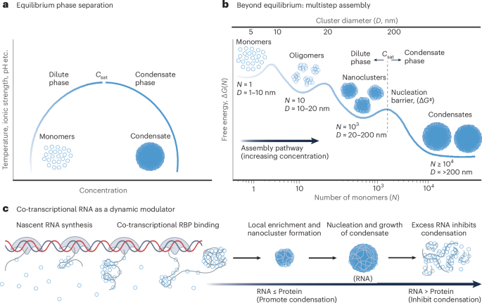 NatureSMB's tweet photo. New online! Beyond equilibrium in biomolecular phase separation https://t.co/YCewCKoEeK https://t.co/0lCZ3WKhBz