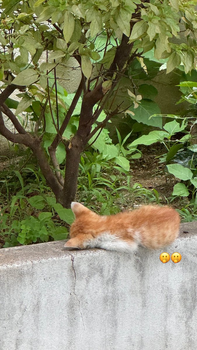 yugae23's tweet photo. 귀여운거랑 사진찍는거 좋아해서 시작하게 되었어요!
종종 노래랑 드라마 이야기도 해요! 
저랑 소소한 일상 이야기 하지 않을래요?! 💓💗

#트친소 #일상계_𝕏친소 #일상계트친소 https://t.co/QwVT3ZKrli