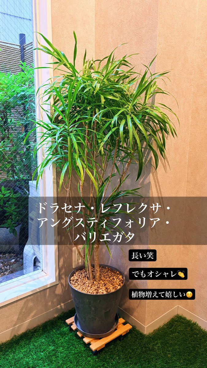 tsuruselfcare's tweet photo. 高校の友だちからもらった🙌🙌🙌 https://t.co/4LyadXSwhk