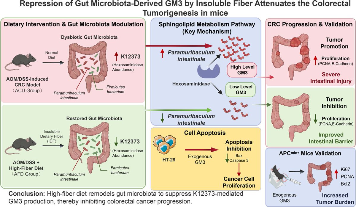 MicrobesInfect's tweet photo. Repression of Gut Microbiota-Derived GM3 by Insoluble Fiber Attenuates the Colorectal Tumorigenesis in mice.
Insoluble fiber delays #colorectalcancer by reshaping gut #microbiota, reducing GM3 production, enhancing apoptosis, & limiting tumor growth.
https://t.co/sFftFgN89V https://t.co/OGgcFlgGmF