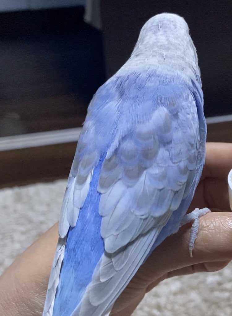 romisora's tweet photo. 帰り道にホームから見上げた空がくぅちゃんぽい。
つるつるした手触りの背中。
会えなくなってもう半年になるんだな。 https://t.co/N9EXALEjqa