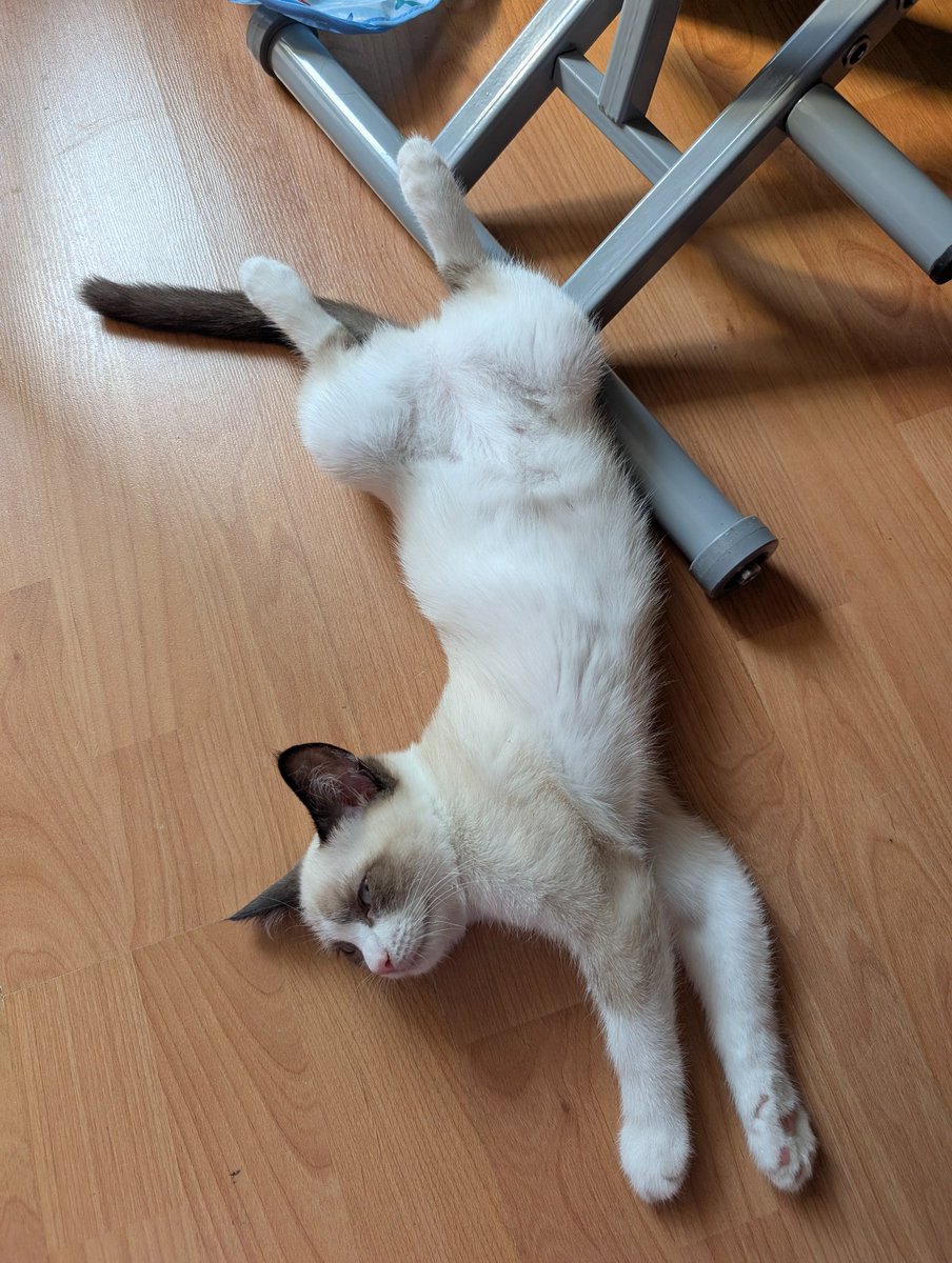 _archi_yoga_'s tweet photo. Снова пришло время показать вам мою кошь https://t.co/lMdq8LNhRZ