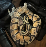 PGPDNews's tweet photo. A cold-blooded crime… stealing snakes! Our agency’s Organized Retail Theft Task Force and the Fairfax County Police Department charged a suspect linked to the theft of more than 60 reptiles from various pet stores in Maryland and Virginia. The suspect is 31-year-old DeSean Bagley of Capitol Heights. On August 6th, the PGPD and Fairfax County Police Department executed a search warrant at Bagley’s home in the 400 block of Abel Avenue. When members of the PGPD’s Emergency Services Team entered the apartment, Bagley was armed with a handgun. He ultimately complied with verbal commands and was taken into custody without incident.

During the search of the apartment, officers recovered six geckos, two bearded dragons, 11 ball python snakes and two milk snakes. Two handguns were also recovered. The investigation revealed the thefts occurred between March and May of this year. The suspect would sell the stolen reptiles on social media.

All of the recovered reptiles were turned over to Prince George’s County Animal Control.

The PGPD is also grateful for the assistance of the Charles County Sheriff's Office for its collaboration on this investigation.