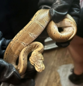 PGPDNews's tweet photo. A cold-blooded crime… stealing snakes! Our agency’s Organized Retail Theft Task Force and the Fairfax County Police Department charged a suspect linked to the theft of more than 60 reptiles from various pet stores in Maryland and Virginia. The suspect is 31-year-old DeSean Bagley of Capitol Heights. On August 6th, the PGPD and Fairfax County Police Department executed a search warrant at Bagley’s home in the 400 block of Abel Avenue. When members of the PGPD’s Emergency Services Team entered the apartment, Bagley was armed with a handgun. He ultimately complied with verbal commands and was taken into custody without incident.

During the search of the apartment, officers recovered six geckos, two bearded dragons, 11 ball python snakes and two milk snakes. Two handguns were also recovered. The investigation revealed the thefts occurred between March and May of this year. The suspect would sell the stolen reptiles on social media.

All of the recovered reptiles were turned over to Prince George’s County Animal Control.

The PGPD is also grateful for the assistance of the Charles County Sheriff's Office for its collaboration on this investigation.
