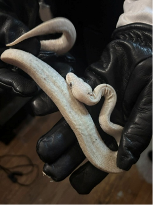 PGPDNews's tweet photo. A cold-blooded crime… stealing snakes! Our agency’s Organized Retail Theft Task Force and the Fairfax County Police Department charged a suspect linked to the theft of more than 60 reptiles from various pet stores in Maryland and Virginia. The suspect is 31-year-old DeSean Bagley of Capitol Heights. On August 6th, the PGPD and Fairfax County Police Department executed a search warrant at Bagley’s home in the 400 block of Abel Avenue. When members of the PGPD’s Emergency Services Team entered the apartment, Bagley was armed with a handgun. He ultimately complied with verbal commands and was taken into custody without incident.

During the search of the apartment, officers recovered six geckos, two bearded dragons, 11 ball python snakes and two milk snakes. Two handguns were also recovered. The investigation revealed the thefts occurred between March and May of this year. The suspect would sell the stolen reptiles on social media.

All of the recovered reptiles were turned over to Prince George’s County Animal Control.

The PGPD is also grateful for the assistance of the Charles County Sheriff's Office for its collaboration on this investigation.