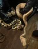 PGPDNews's tweet photo. A cold-blooded crime… stealing snakes! Our agency’s Organized Retail Theft Task Force and the Fairfax County Police Department charged a suspect linked to the theft of more than 60 reptiles from various pet stores in Maryland and Virginia. The suspect is 31-year-old DeSean Bagley of Capitol Heights. On August 6th, the PGPD and Fairfax County Police Department executed a search warrant at Bagley’s home in the 400 block of Abel Avenue. When members of the PGPD’s Emergency Services Team entered the apartment, Bagley was armed with a handgun. He ultimately complied with verbal commands and was taken into custody without incident.

During the search of the apartment, officers recovered six geckos, two bearded dragons, 11 ball python snakes and two milk snakes. Two handguns were also recovered. The investigation revealed the thefts occurred between March and May of this year. The suspect would sell the stolen reptiles on social media.

All of the recovered reptiles were turned over to Prince George’s County Animal Control.

The PGPD is also grateful for the assistance of the Charles County Sheriff's Office for its collaboration on this investigation.