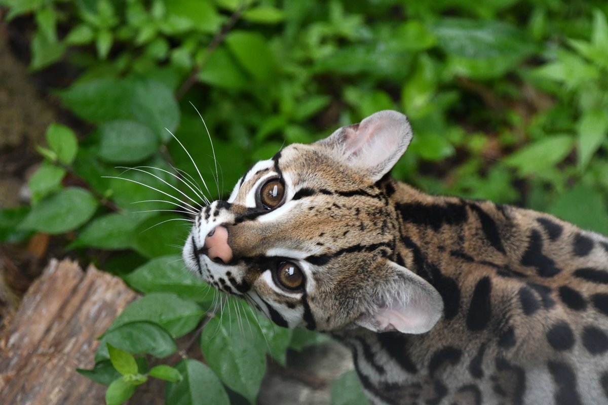 stlzoo's tweet photo. Big news‼️Ocelot Zuko has been named the Zoo’s “Most Boop-able Nose!”

Two people were surveyed, and two votes were cast. (Literally just the Zoo social media team.) Zuko won by a landslide! Thanks for helping us celebrate this totally made-up honor. 🏆 https://t.co/uLxaVDvHxQ