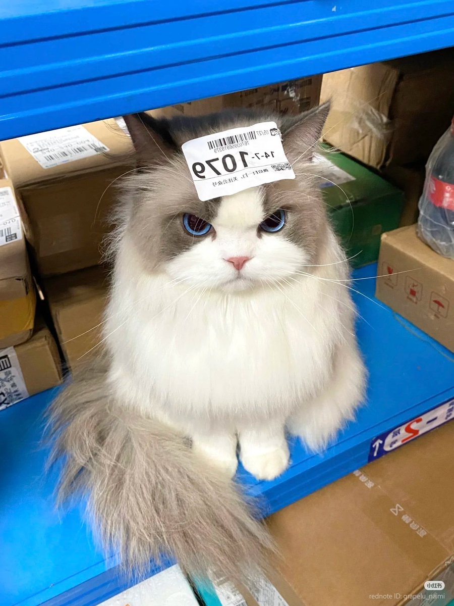 nocontextscats's tweet photo. Im not for sale! 😡 https://t.co/BRRNMBDmJp