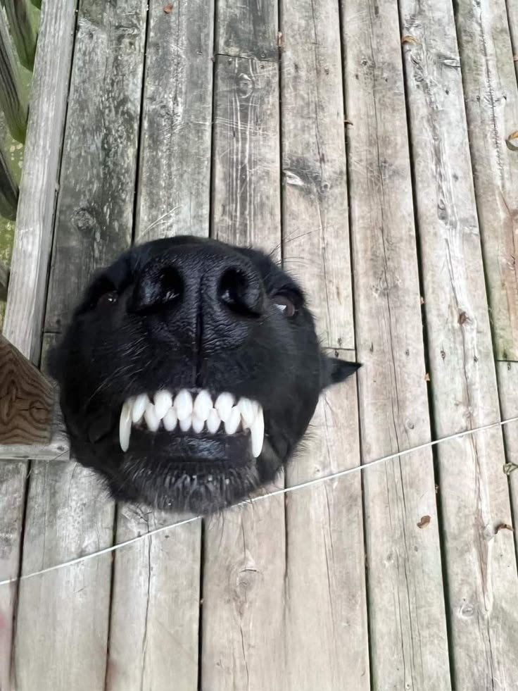 puppiesDoglover's tweet photo. Teeth puppy https://t.co/7AdW5YPNTi