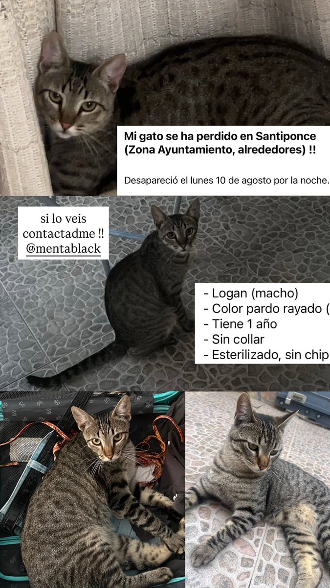 MentaBlack_'s tweet photo. Gato perdido en Santiponce #gatoperdido #santiponce https://t.co/RDwlpRouuL