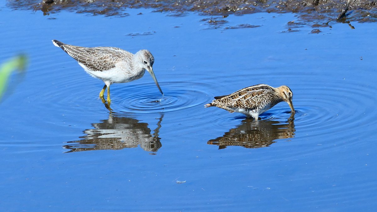 HarryWolbers's tweet photo. Watersnip , groenpootruiter , zwarte ooievaar #vogels https://t.co/WtA97EPcOk