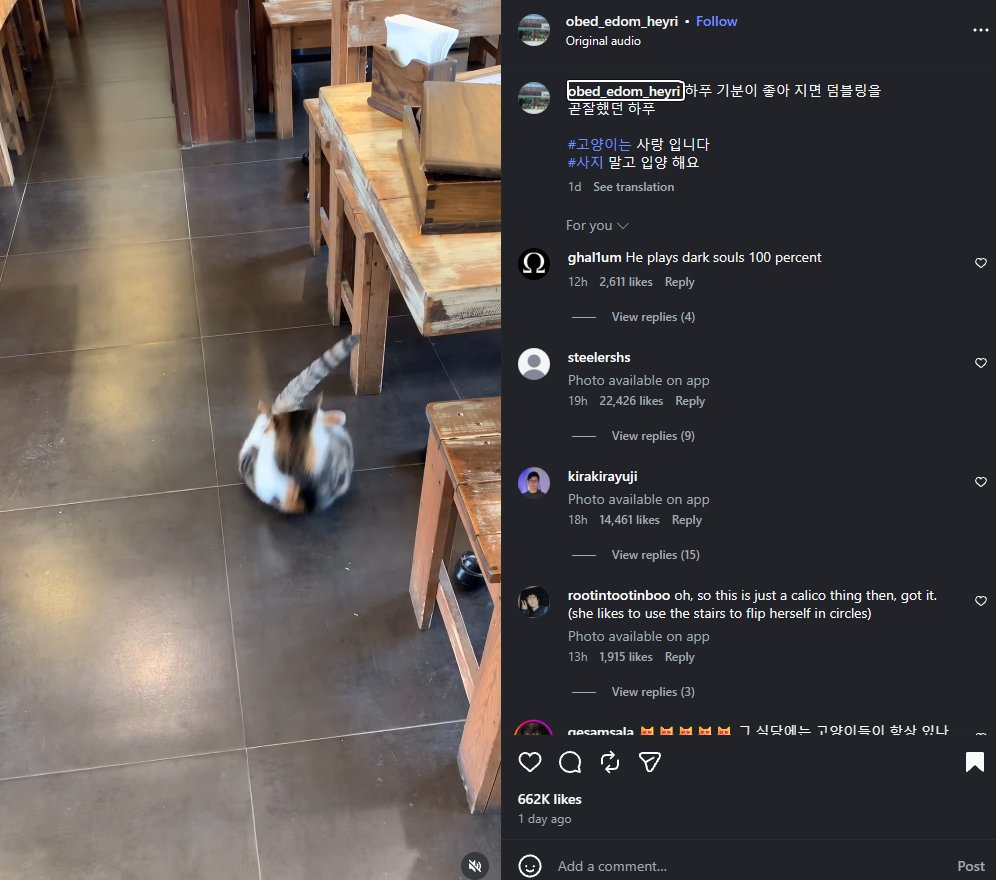 DeclanFogarty10's tweet photo. NEW CAT MEME GIF IS BLOWING UP ON INSTAGRAM

This cat Hapu (하푸) is blowing on Instagram rn, with 4M VIEWS in just a DAY. They have literally turned her into a MEME already.

The comments are filled with memes and some even have turned it into a GIF.

https://t.co/X2lAAInjpU