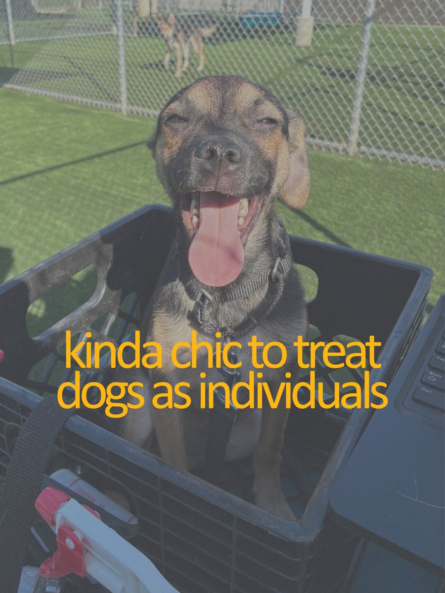 DogsPFL's tweet photo. Reclaiming chic for what we think matters. Swipe through and see how many you agree with. If you think these are kinda chic, give us a follow. #playgroups #gotOOKe #shelterdogs #everydogeveryday #kindachic https://t.co/nFqiZcyK0Y