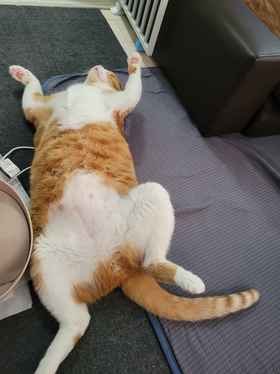 Meeea03's tweet photo. うちのこのきゃんたまは
どちらでしょうか

#お譲り猫
#ねこのいる幸せ 
#ねこ好きさんと繋がりたい 
#ねこ自慢 
#猫の日常 https://t.co/ubq1WUV7Dw