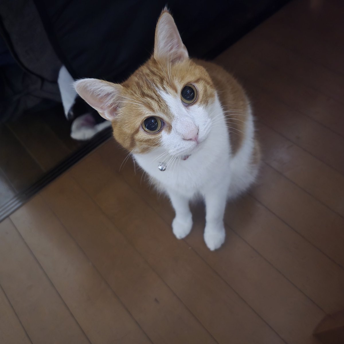 SingshingS's tweet photo. 先程帰宅しました。帰る前
ザグザグでポプラの弁当を見つけ買って帰ると。。
零さんも何だろという表情……
零さんの うんまちゃん(ご飯)も買っとるわいね~笑
#保護猫 #猫のいる暮らし
#猫のいる幸せ
#ZAGZAG https://t.co/JHvF2md01C
