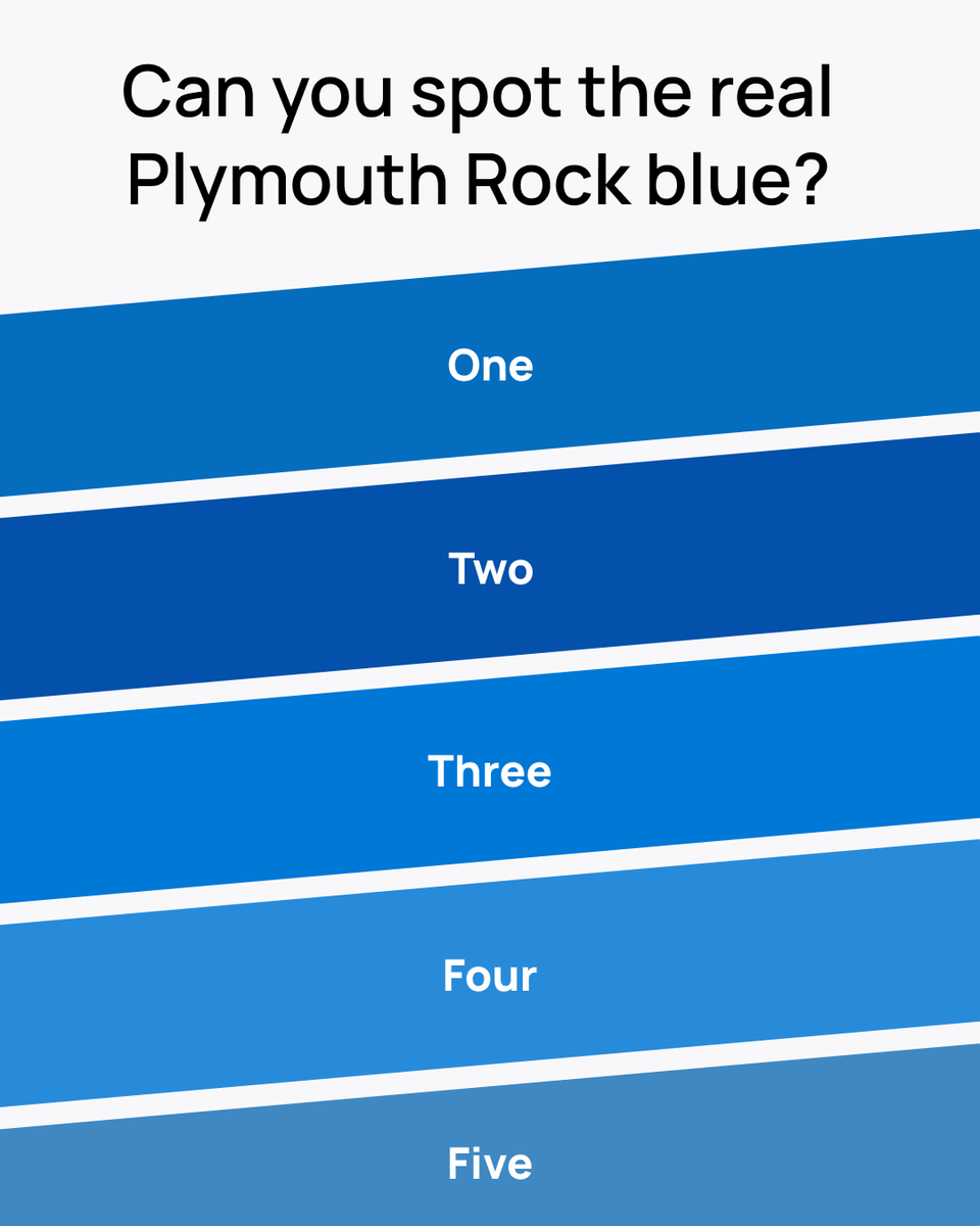 PlymouthRock's tweet photo. Pop quiz! 💙 Which color is Plymouth Rock blue? Drop your guesses in the comments. https://t.co/V9uK3yYp7B