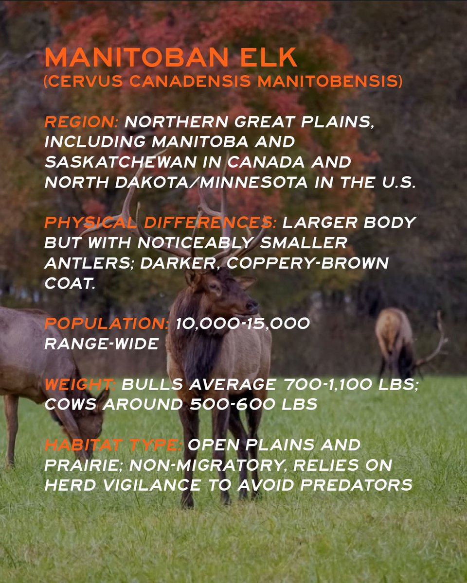 MeatEaterTV's tweet photo. An elk isn't always just an elk.

Get to know the four subspecies that call North America home. https://t.co/RaWoQlI70l
