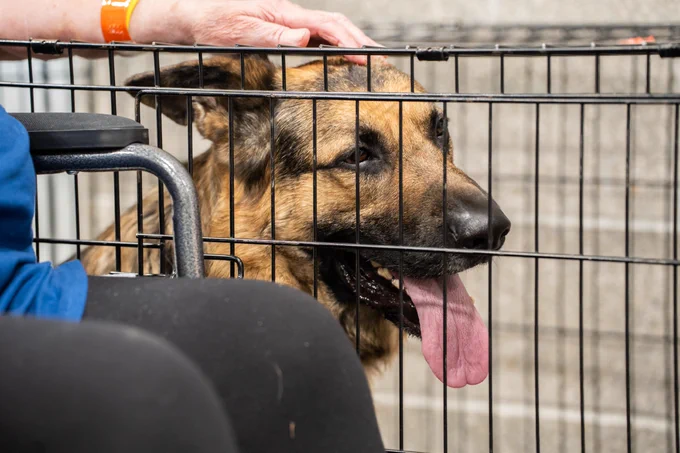 A person in a wheelchair is gently petting a German Shepherd, which is inside a metal cage. The dog has its tongue out and appears content.