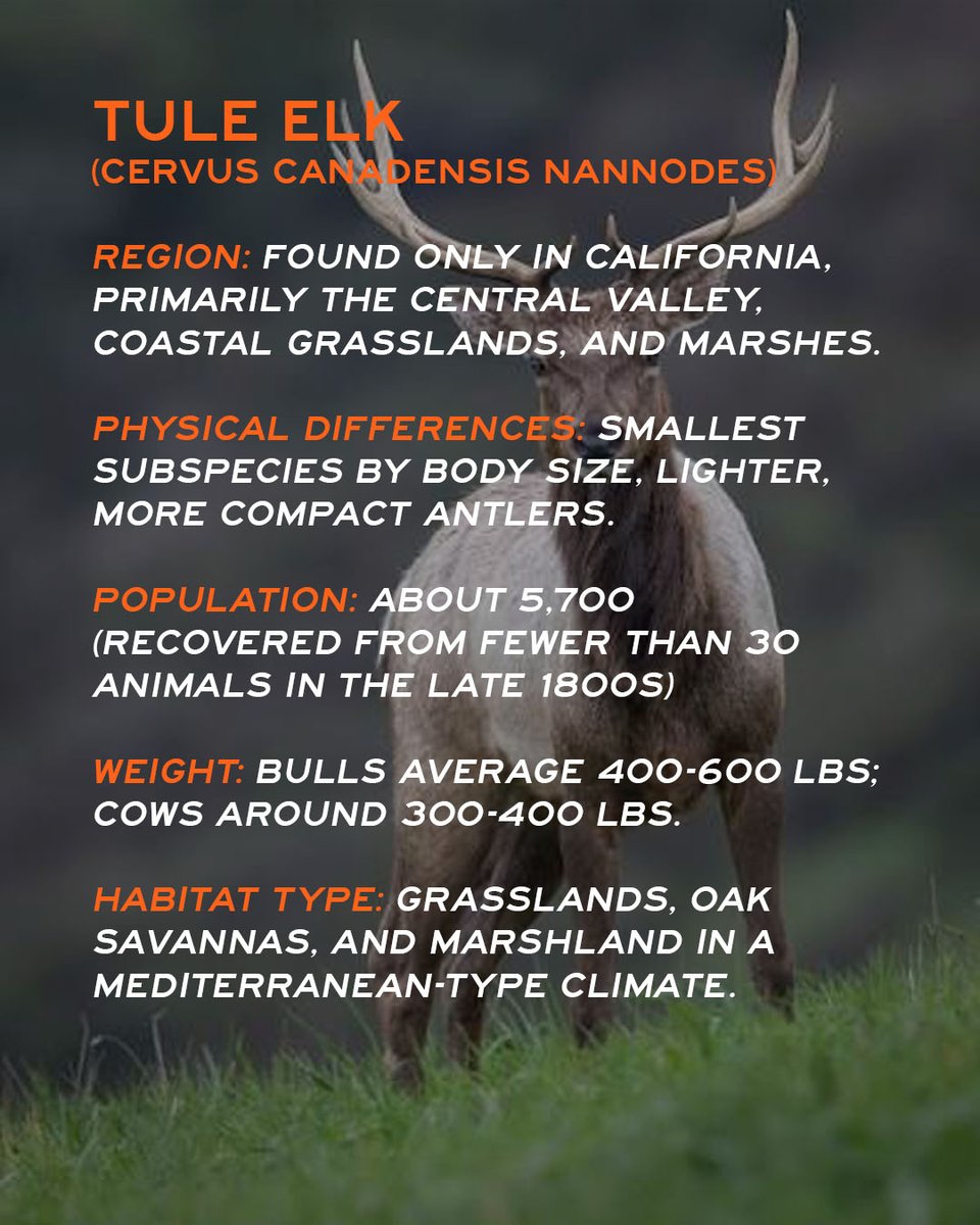 MeatEaterTV's tweet photo. An elk isn't always just an elk.

Get to know the four subspecies that call North America home. https://t.co/RaWoQlI70l