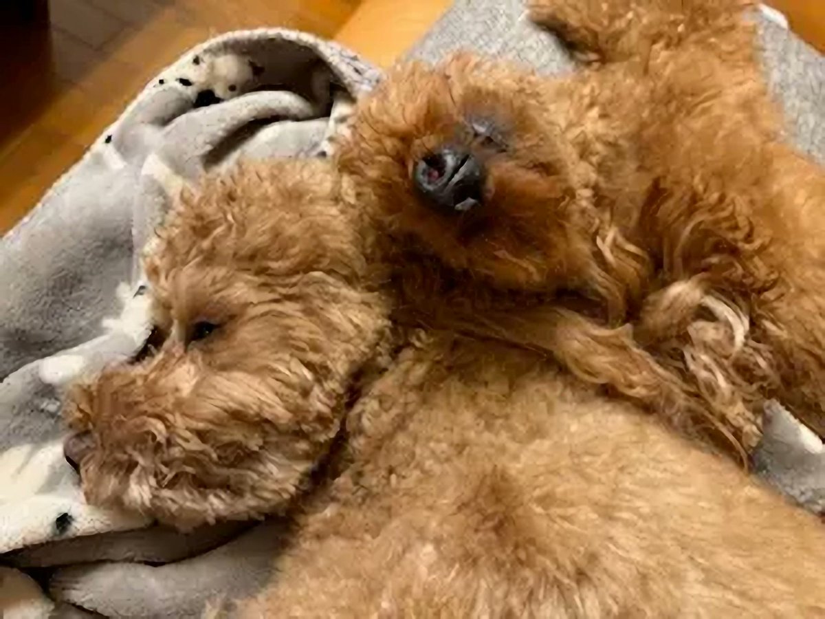 wraith9001's tweet photo. 同い年のわんズ５才。ときどき「えぇ･･･」ってなるほどガチで喧嘩してるけど、寝ている時は仲が良さそうに見える。
ご飯の奪い合いもしない。ご飯皿を2つ用意して同じドックフードをあげてるのに、1つの皿に鼻を突っ込んで静かに食べる。食べにくいと思った方が静かに別の皿で食べ始める。 https://t.co/0F1xgkcmIR