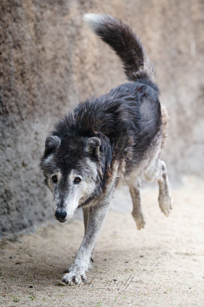 ttk_wolf's tweet photo. #国際オオカミの日
 #国際オオカミの日2026

今年もオオカミの写真を撮ります📸🐺✨ https://t.co/TwXOo9Zmh0