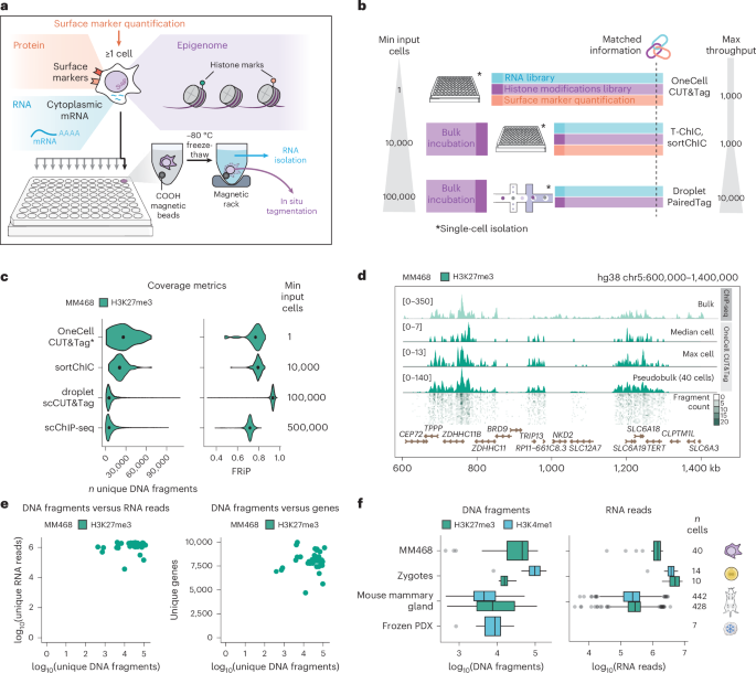 NatureBiotech's tweet photo. Simultaneous single-cell profiling of chromatin, transcriptome and surface markers with OneCell CUT&amp;Tag captures epigenomic reprogramming https://t.co/Q3C5V1stGS https://t.co/sVzqr1DriP